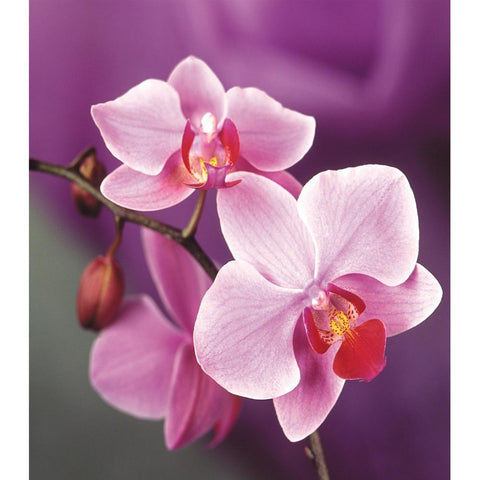 Phalaenopsis Full Drill-Diamond Painting