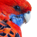 Parrot-Full Drill Diamond Painting