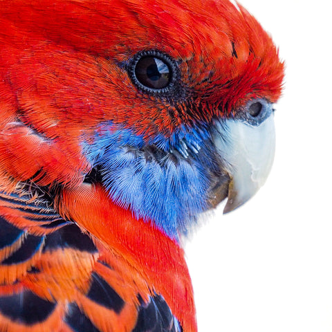 Parrot-Full Drill Diamond Painting