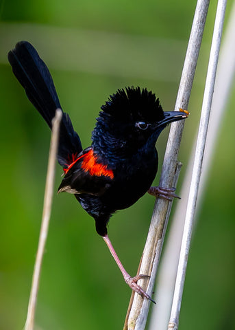 Red Black Fairy Wren（45X35cm）-Full Drill Round Drill-Diamond Painting
