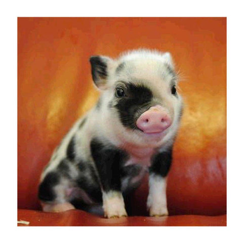 Pig-Full Drill Diamond Painting