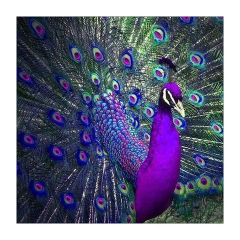Peacock Full Drill-DIY Diamond Painting