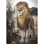 Lion Desert Full Drill-Diamond Painting