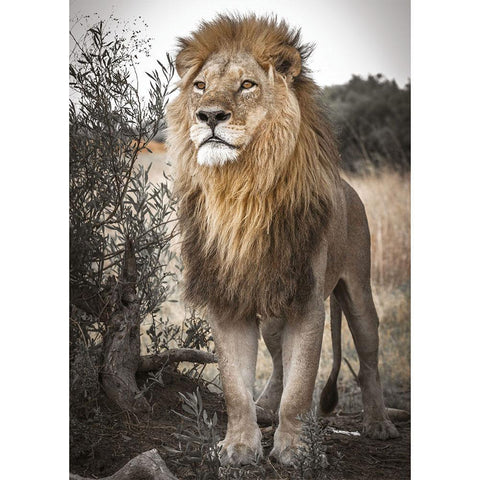 Lion Desert Full Drill-Diamond Painting