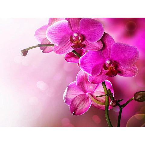 Flower Full Drill-Diamond Painting